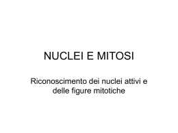 NUCLEI_E_MITOSI