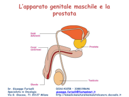 L`apparato genitale maschile e la prostata