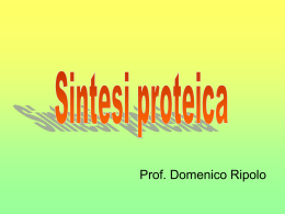 La sintesi proteica