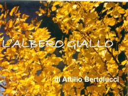 L`ALBERO GIALLO di A. Bertolucci
