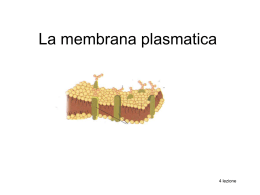 4Lez_la_membrana_plasmatica_1