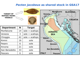 Pecten GSA17