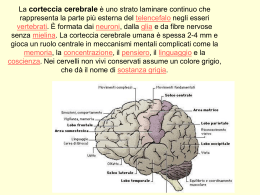 La corteccia cerebrale è uno strato laminare continuo che