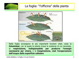 officina pianta - IHMC Public Cmaps (3)