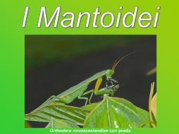 Mantoidei