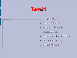 Termiti - (3/4)^5 EST ClassBlog