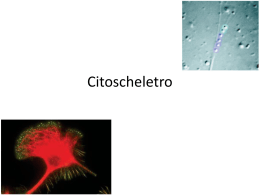 Citoscheletro - Uninsubria