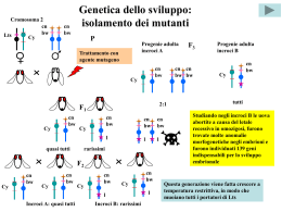 genetica_6_08_09 - Università degli Studi di Roma Tor Vergata