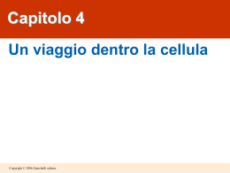 Un viaggio dentro la cellula