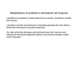 Metabolismo aac in muscolo (vnd.ms-powerpoint, it, 1099 KB, 1/20/10)
