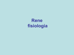 renefisiologia