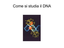 Come si studia il DNA