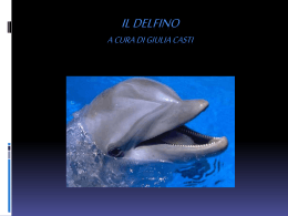 Il delfino casti giulia