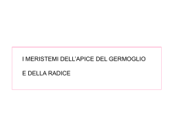 meristemi3Aparte_prima - Universit&agrave; degli Studi di Roma Tor