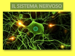 Lez 9 Sistema nervoso - NATUROPATIA gruppo 2013