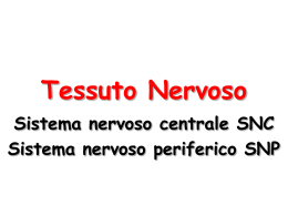 Tessuto Nervoso - Didattica Uniroma2