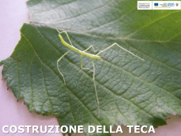 Costruzione della teca