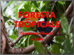 1-Localizzazione della foresta tropicale