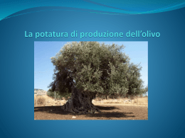 La potatura di produzione dell*olivo