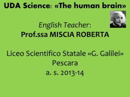 miscia roberta slides di presentazione uda human brain a.s. 2013