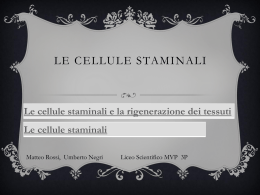 Le CELLULE STAMINALI