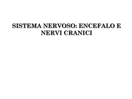 Sistema nervoso parte III: encefalo e nervi cranici