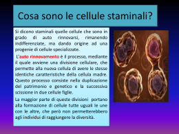 Cosa sono le cellule staminali?