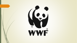 What is WWF? - Web Design John Cabot University