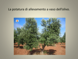 La potatura di allevamento dell*olivo.