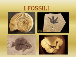 I fossili