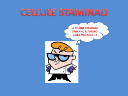cellule staminali le cellule staminali saranno il futuro