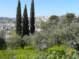 La preghiera di Ges&ugrave; nell`orto del Getsemani
