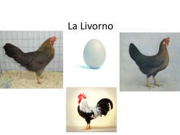 La Livorno