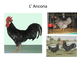 L* Ancona