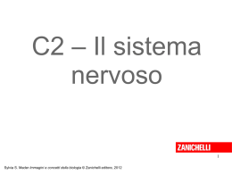 powerpoint sistema nervoso