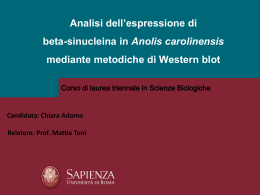 Analisi dell`espressione di beta-sinucleina in Anolis carolinensis