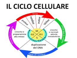 IL CICLO CELLULARE