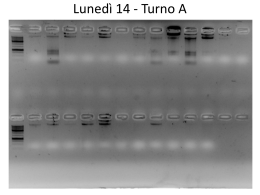 Total DNA-Turni A e B (pptx, it, 1353 KB, 6/12/12)