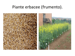 Piante erbacee frumento(immagini