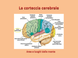 Corteccia cerebrale