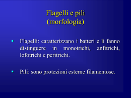 Flagelli e pili (morfologia)