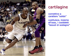 cartilagine - Sezione di Anatomia e Istologia