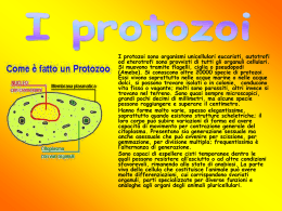 I protozoi