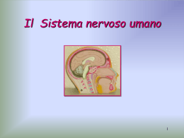 Il Sistema nervoso umano