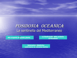 posidonia oceanica - la sentinella del mediterraneo