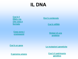 Lavoro Di Biologia (Il DNA)
