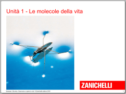 Le molecole della vita