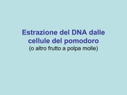Estrazione del DNA dalle cellule del pomodoro (o altro