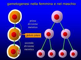 gametogenesi