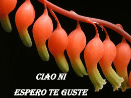 Fiori di cactus